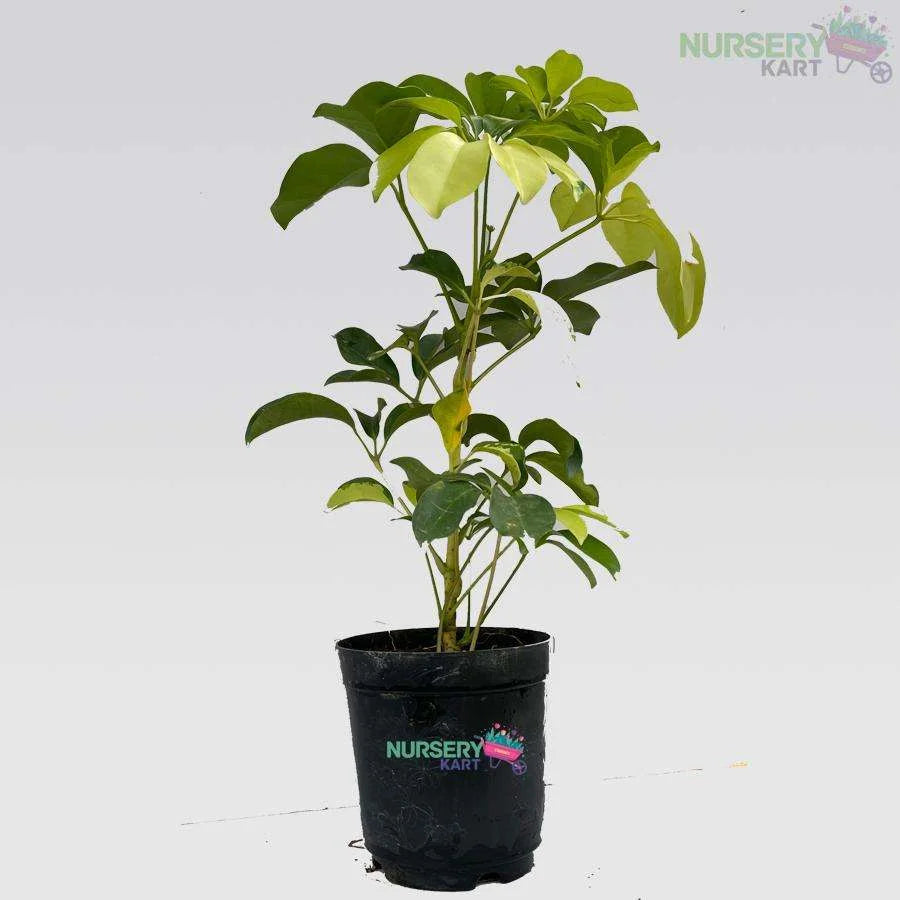 Schefflera Variegated Plant