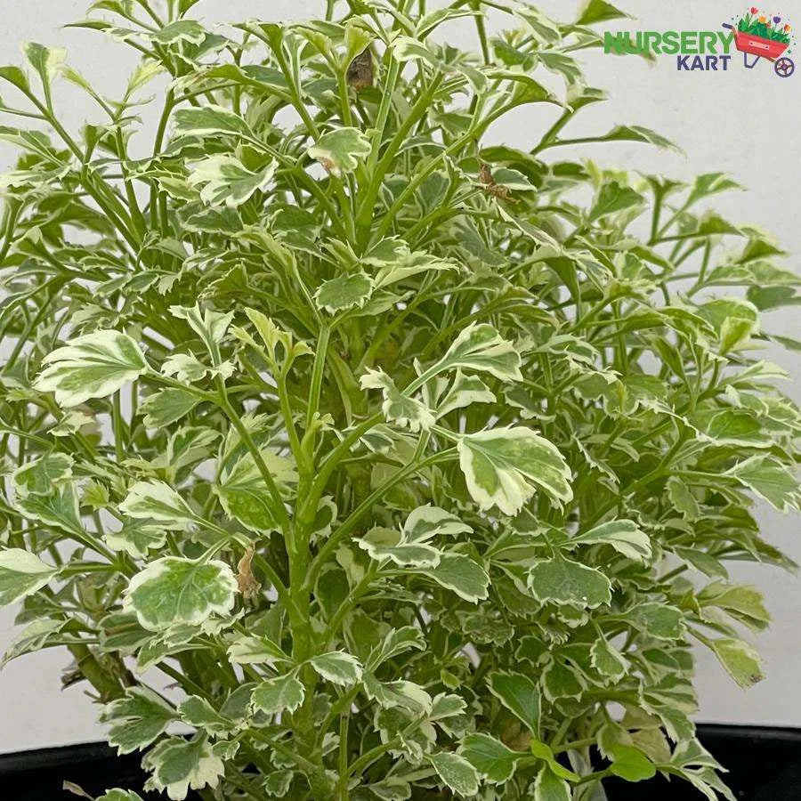 Aralia White Plant