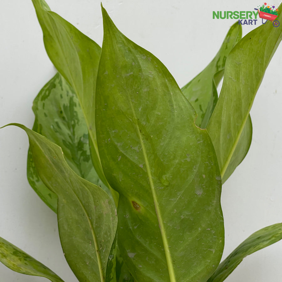 Aglaonema 'Green Magic' Plant