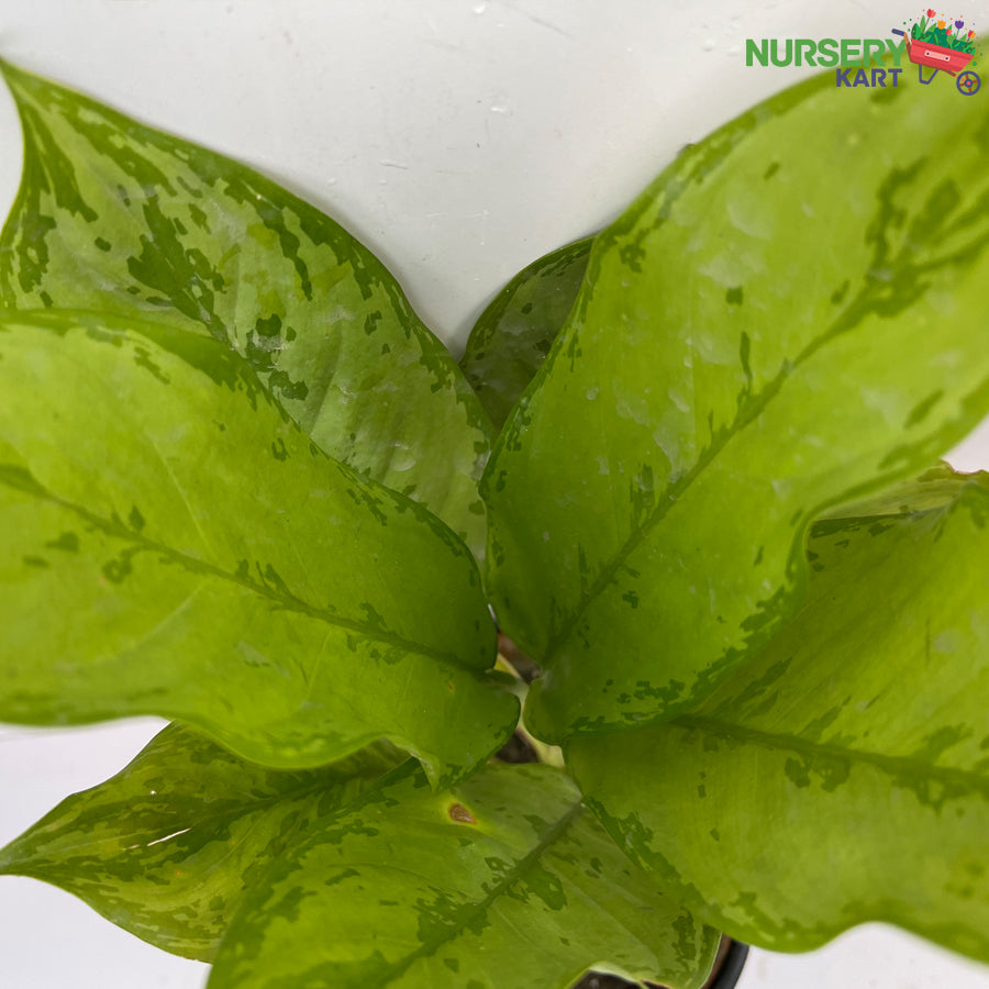 Aglaonema 'Green Magic' Plant