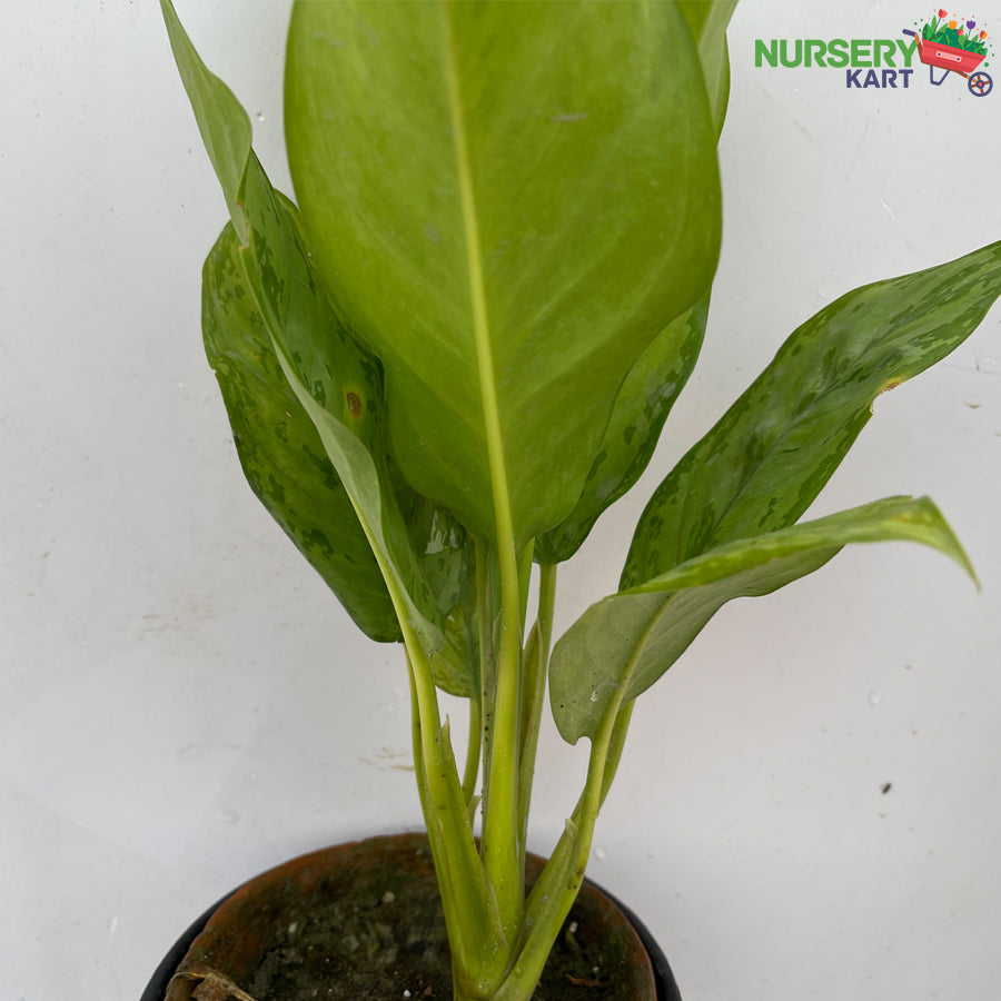 Aglaonema 'Green Magic' Plant