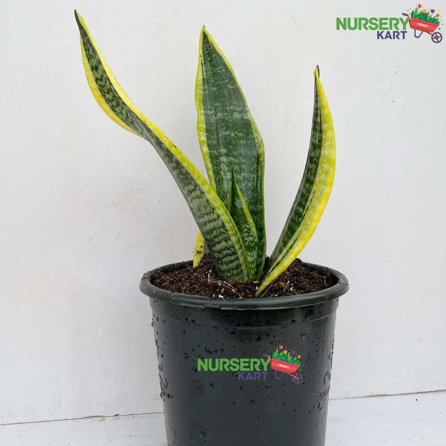 Snake Plant - Sansevieria Dwarf Plant