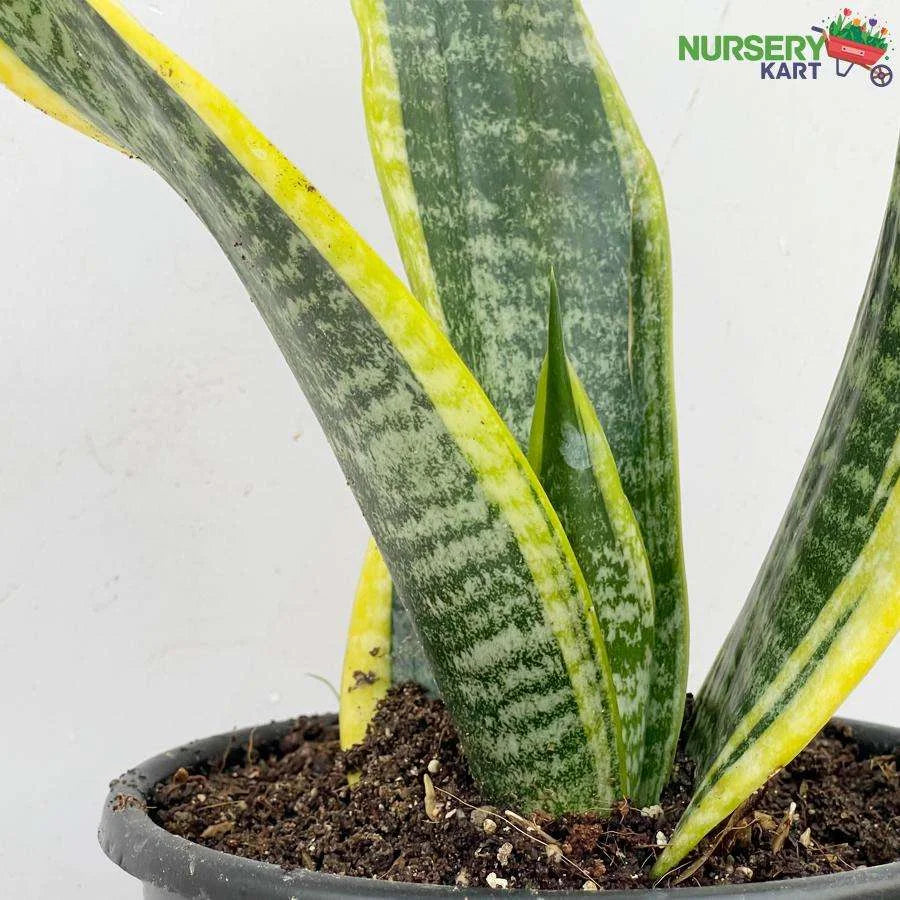 Snake Plant - Sansevieria Dwarf Plant