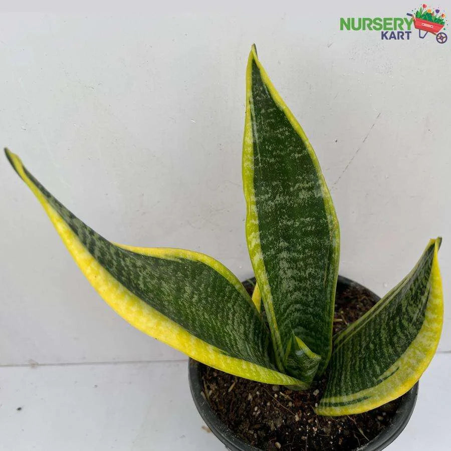 Snake Plant - Sansevieria Dwarf Plant