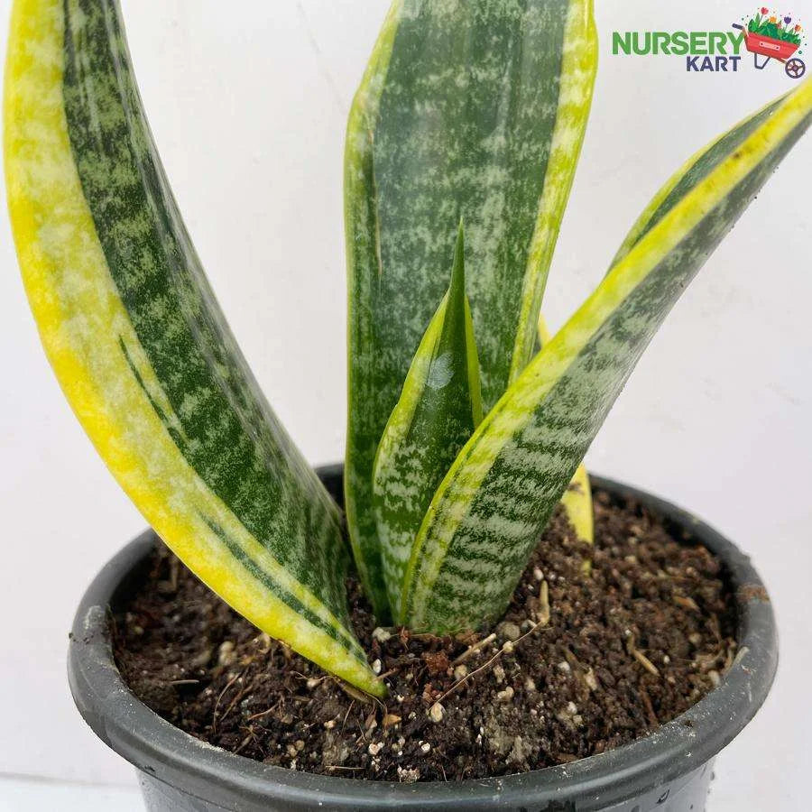 Snake Plant - Sansevieria Dwarf Plant