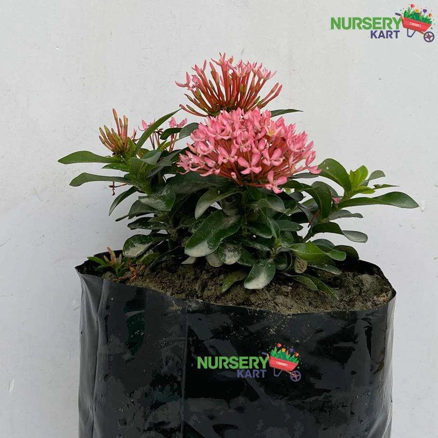 Ixora Mini Dwarf White Plant