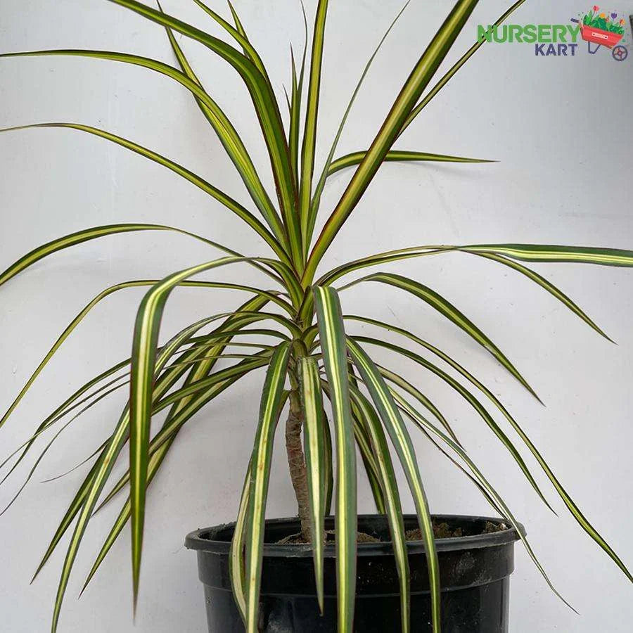 Dracaena Marginata Plant, Dragon Tree