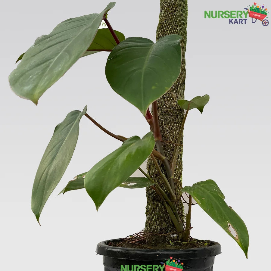 Blushing Philodendron Plant - Erubescens Plant