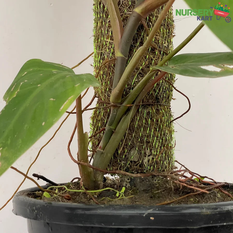 Blushing Philodendron Plant - Erubescens Plant