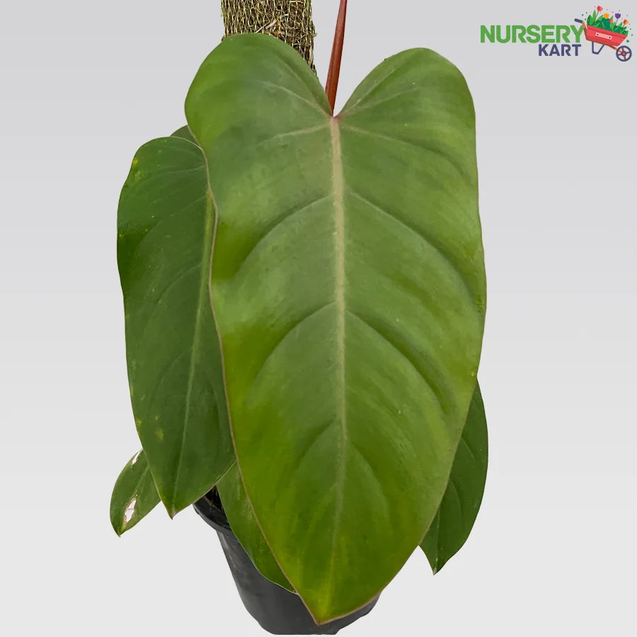 Blushing Philodendron Plant - Erubescens Plant