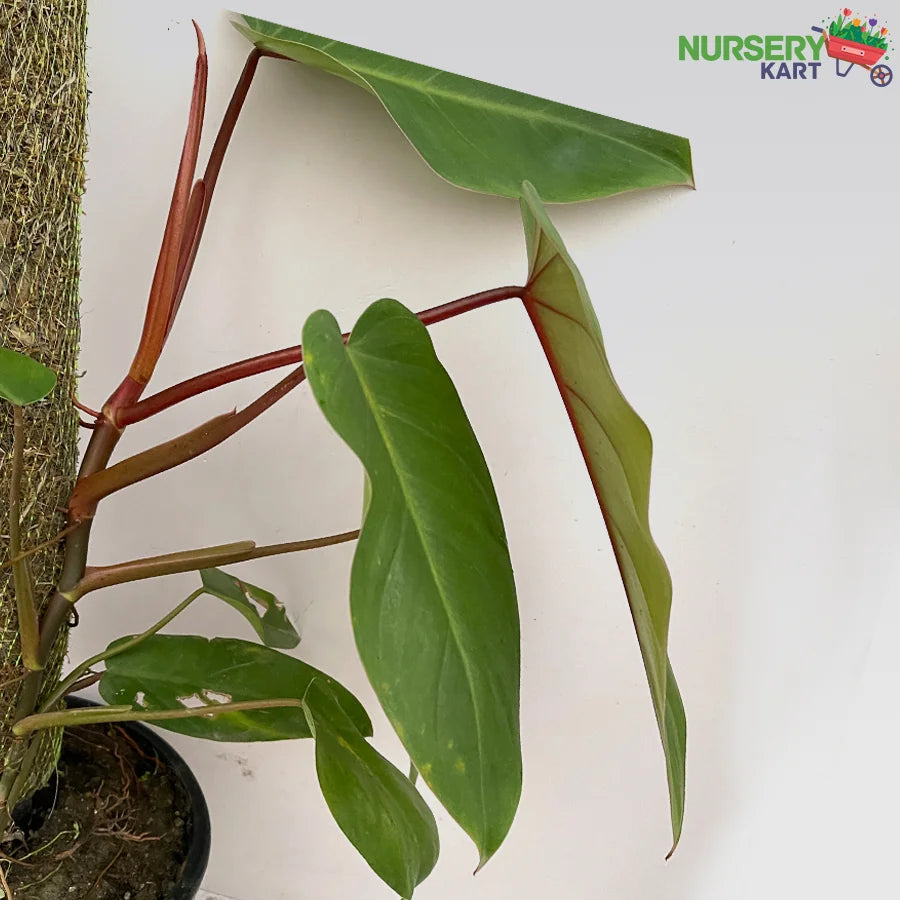 Blushing Philodendron Plant - Erubescens Plant