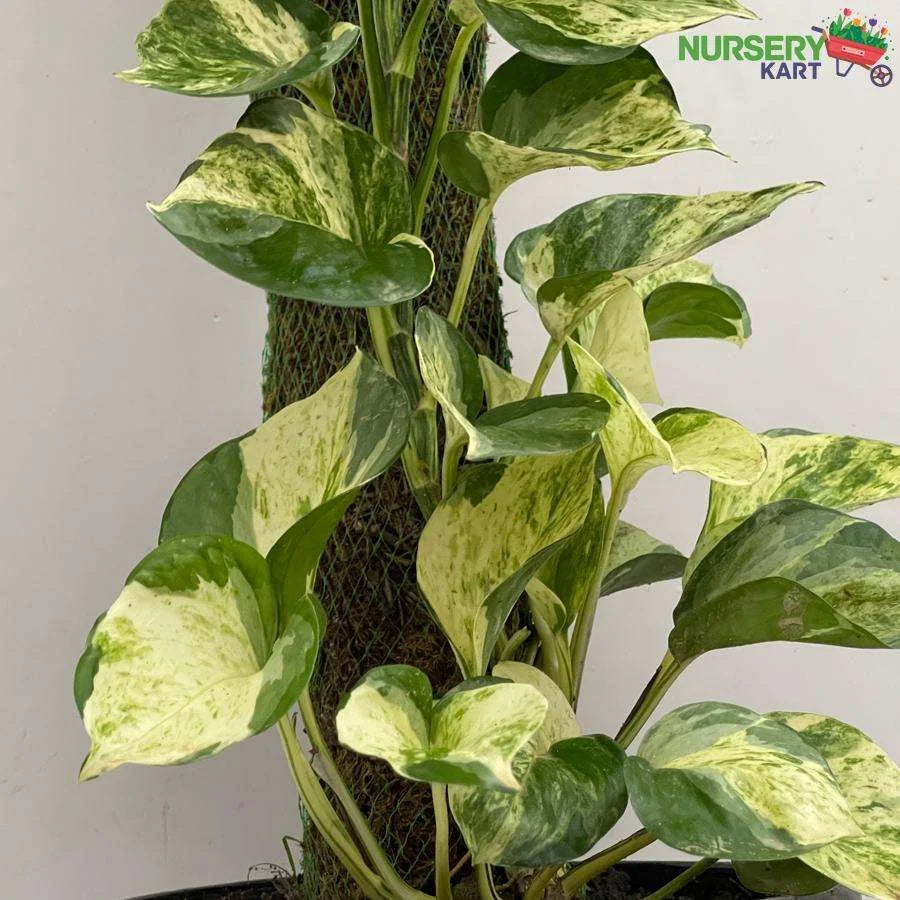 Epipremnum Aureum Creeper (Devil Ivy Variegated)