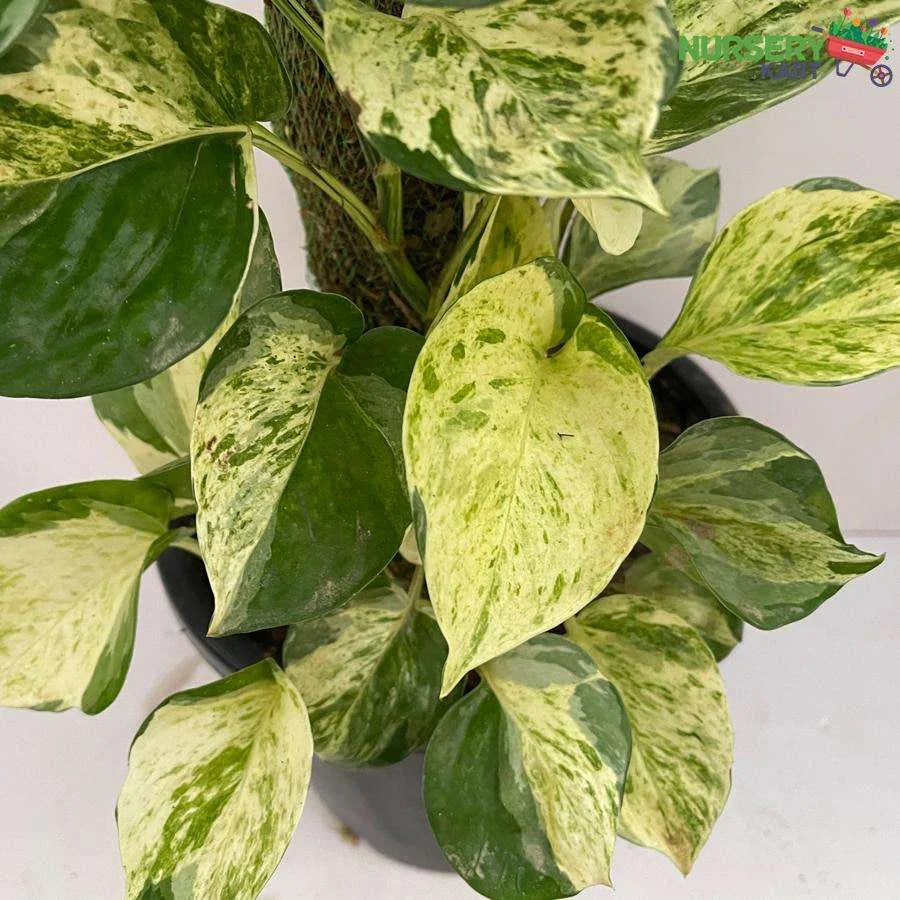 Epipremnum Aureum Creeper (Devil Ivy Variegated)