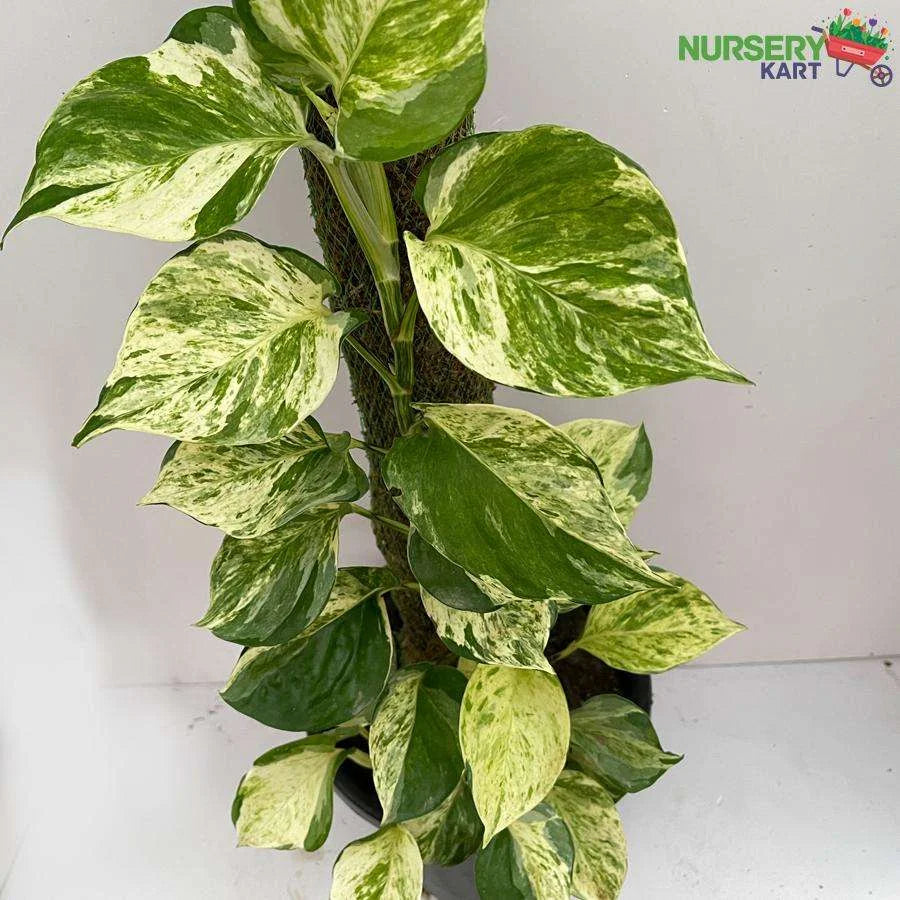 Epipremnum Aureum Creeper (Devil Ivy Variegated)