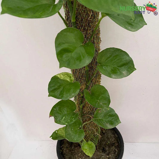 Epipremnum Aureum Green Creeper