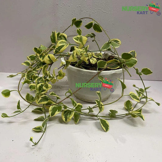 Peperomia Cupid Plant - Variegated Green Creeper Plant