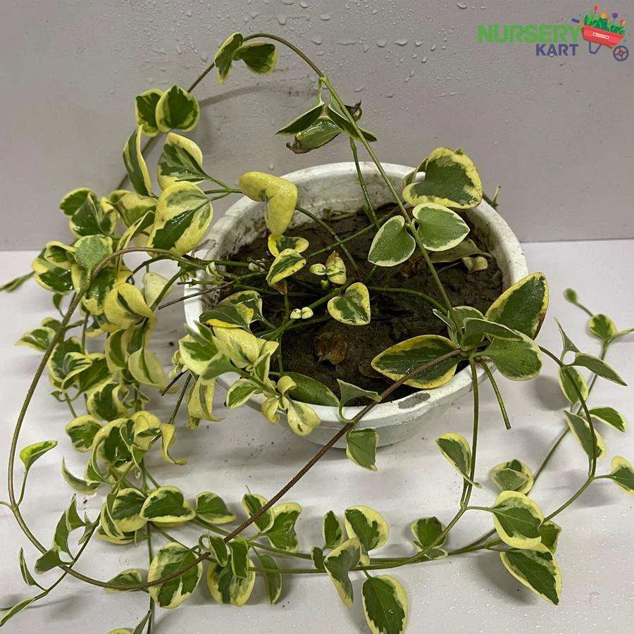 Peperomia Cupid Plant - Variegated Green Creeper Plant