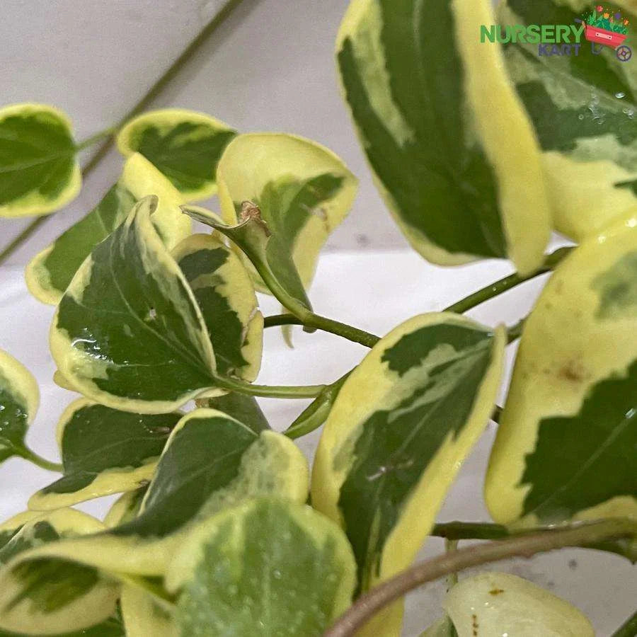 Peperomia Cupid Plant - Variegated Green Creeper Plant