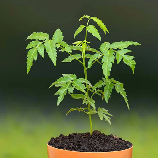 Indian Neem Tree - Avenue Trees