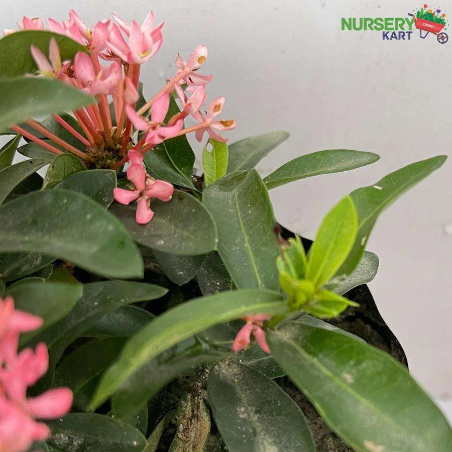 Ixora Mini Dwarf White Plant