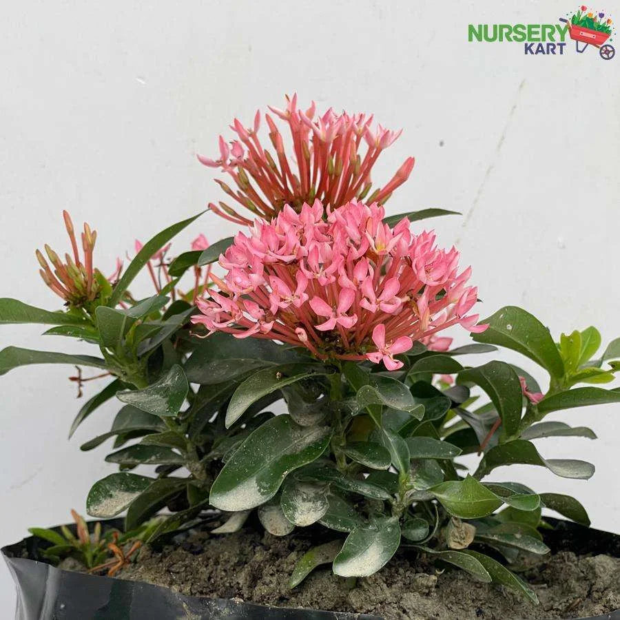 Ixora Mini Dwarf White Plant