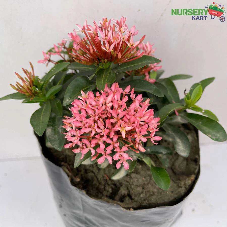 Ixora Mini Dwarf White Plant