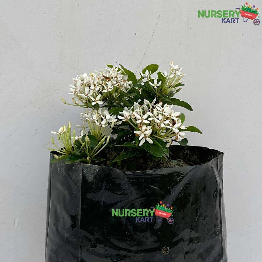 Ixora Mini Dwarf White Plant