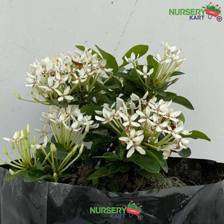 Ixora Mini Dwarf White Plant