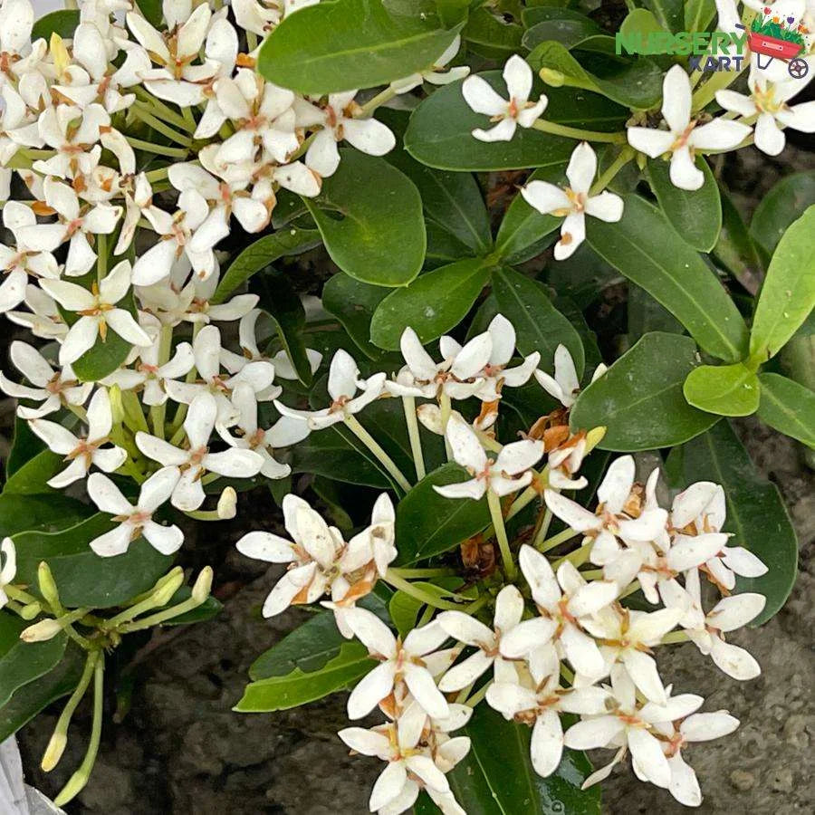 Ixora Mini Dwarf White Plant