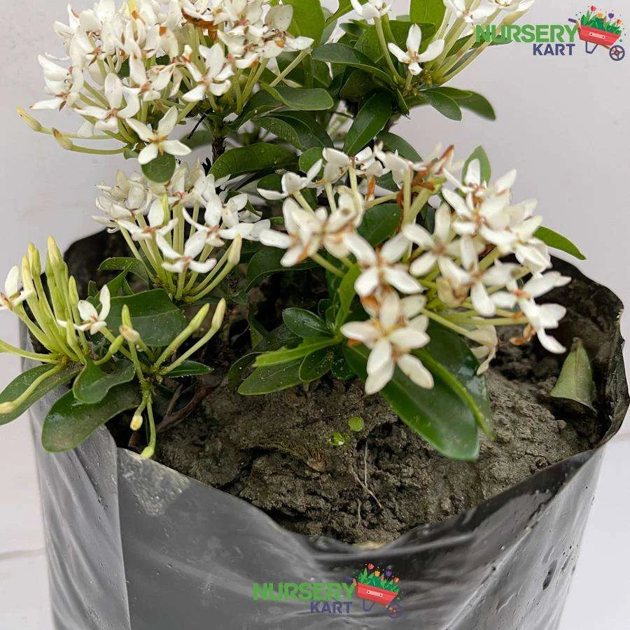 Ixora Mini Dwarf White Plant