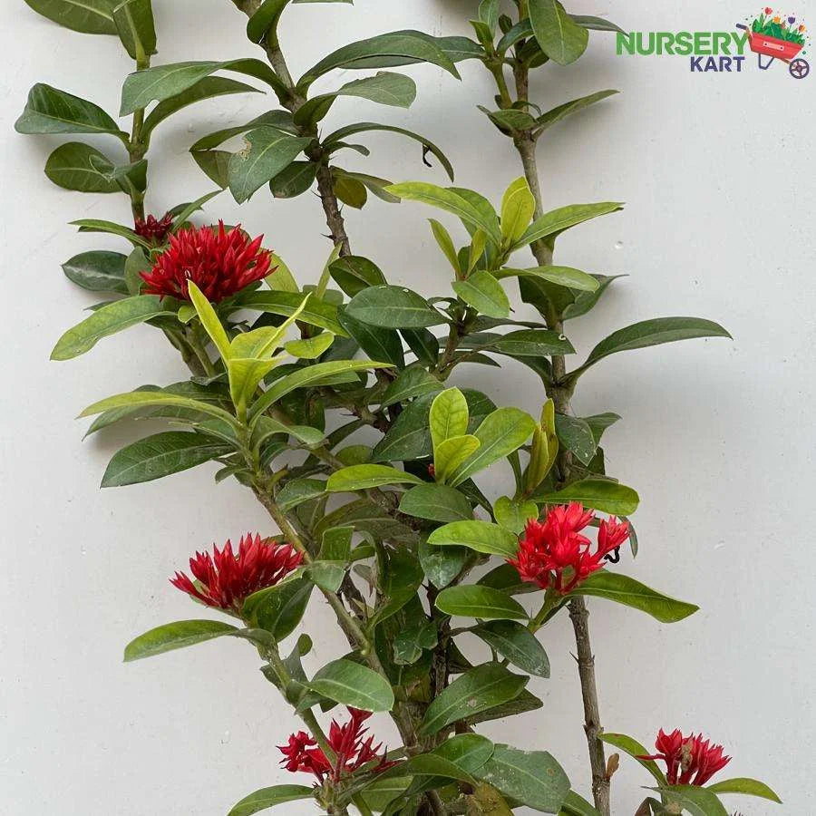 Ixora Miniature Plant Red