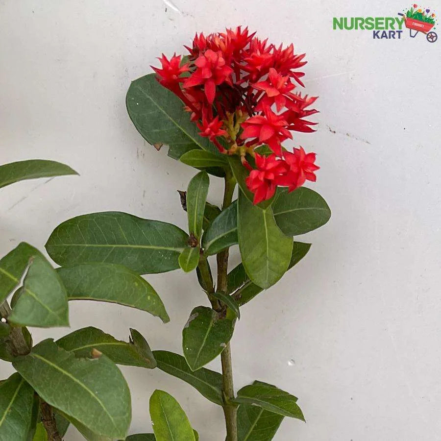 Ixora Miniature Plant Red