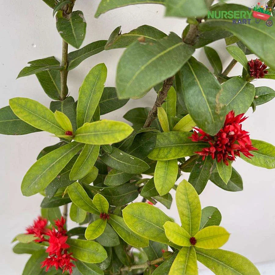 Ixora Miniature Plant Red