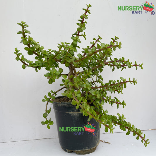 Jade Plant - Pruning