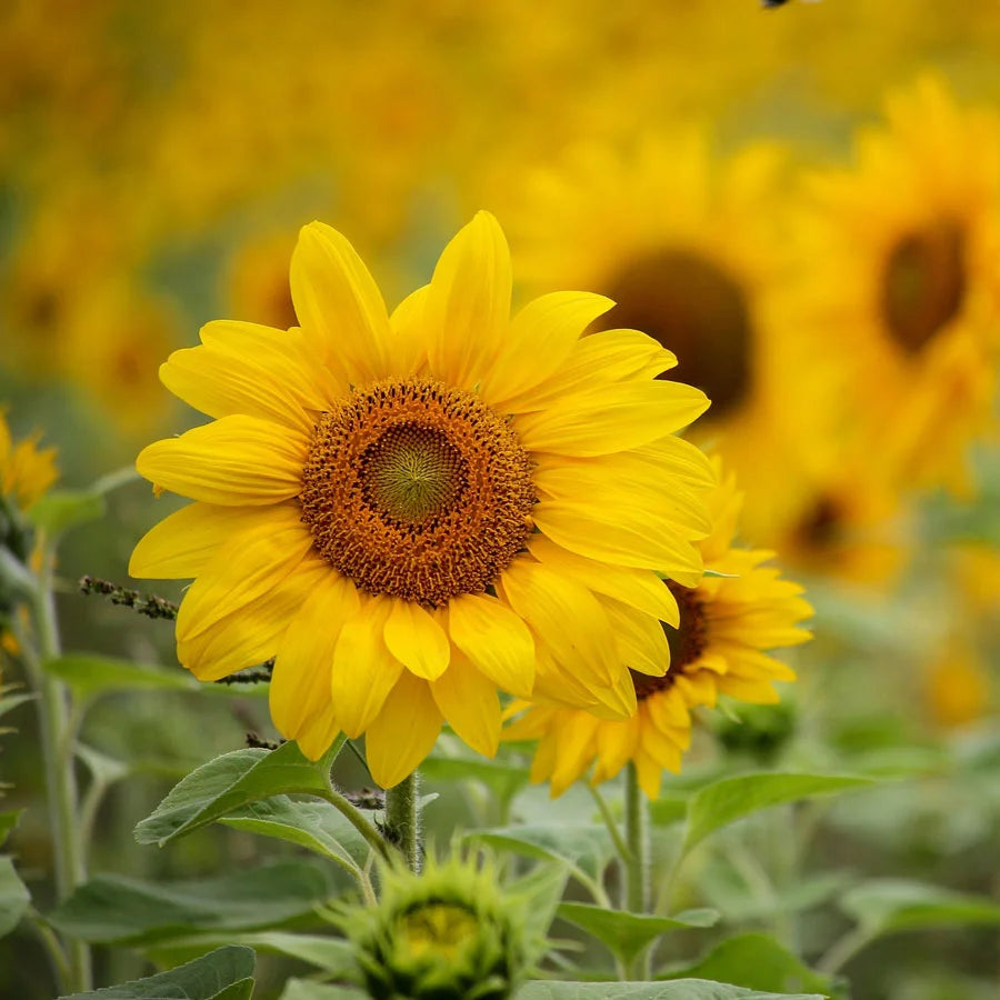 Sunflower Plant