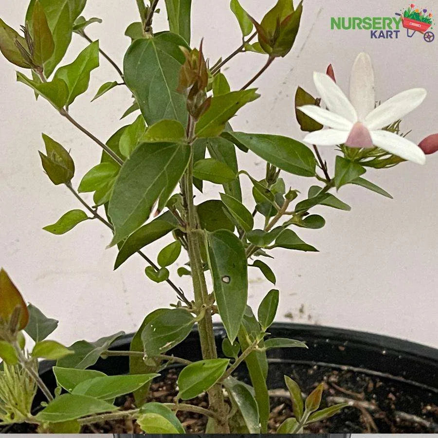 Juhi, Jasminum Auriculatum Flower Plant