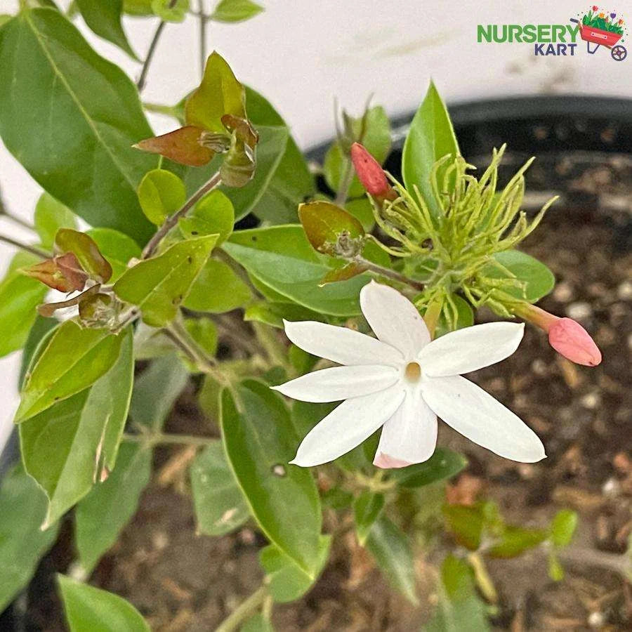 Juhi, Jasminum Auriculatum Flower Plant