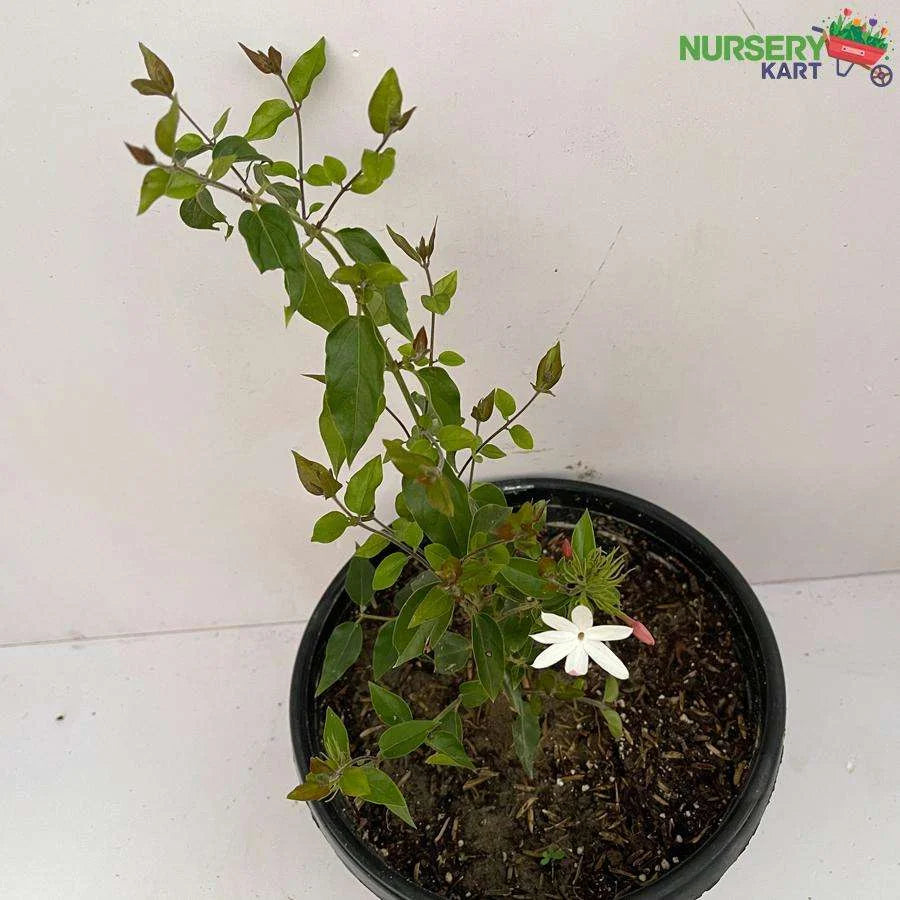 Juhi, Jasminum Auriculatum Flower Plant