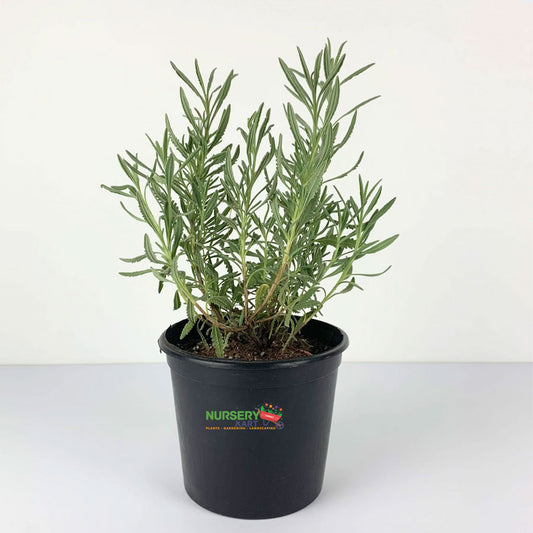Lavender Plant