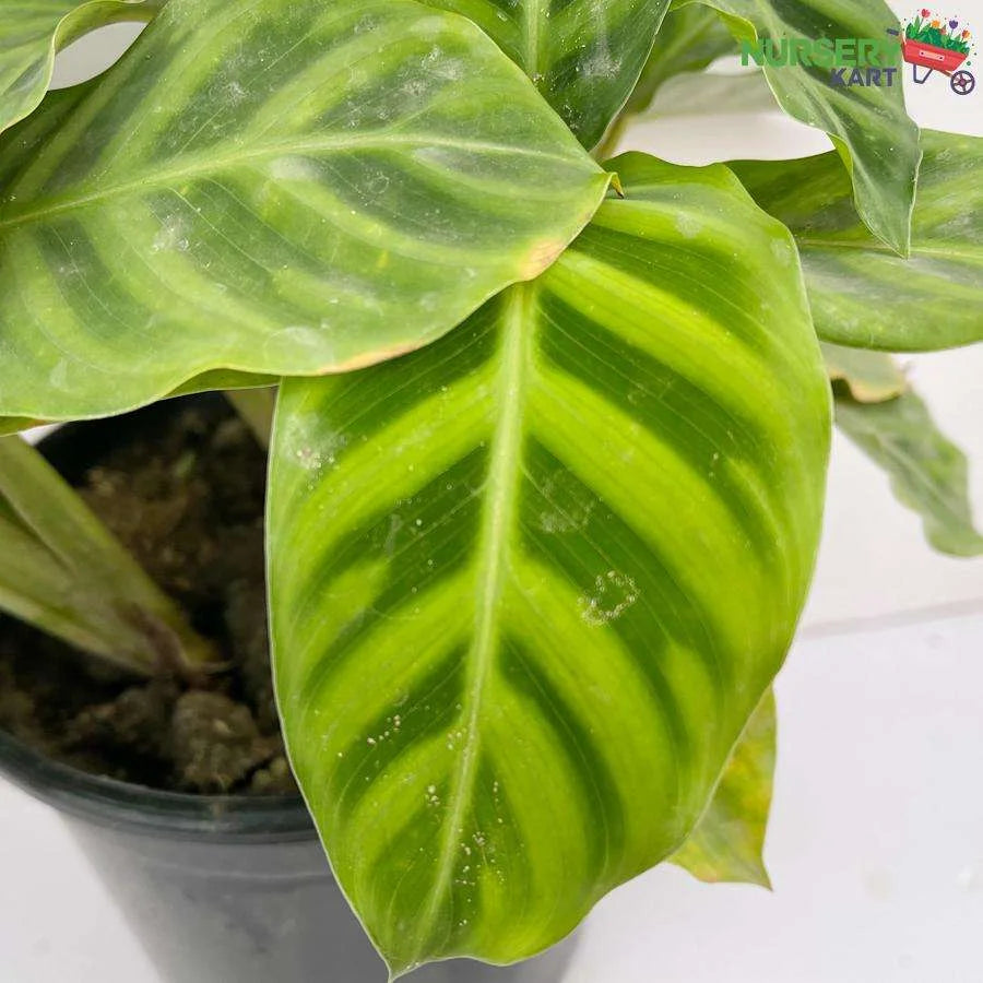 Maranta Prayer Plant