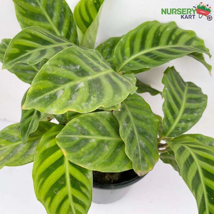 Maranta Prayer Plant