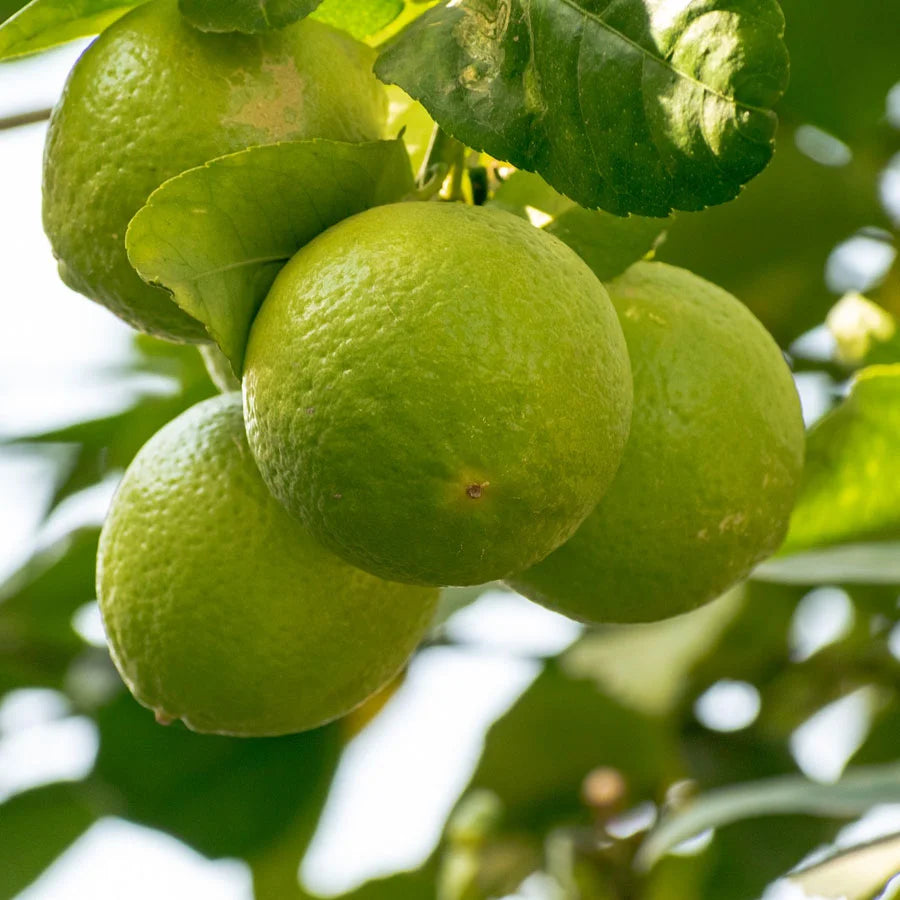 Sweet Lime Plant, Mosambi Plant (Grafted)