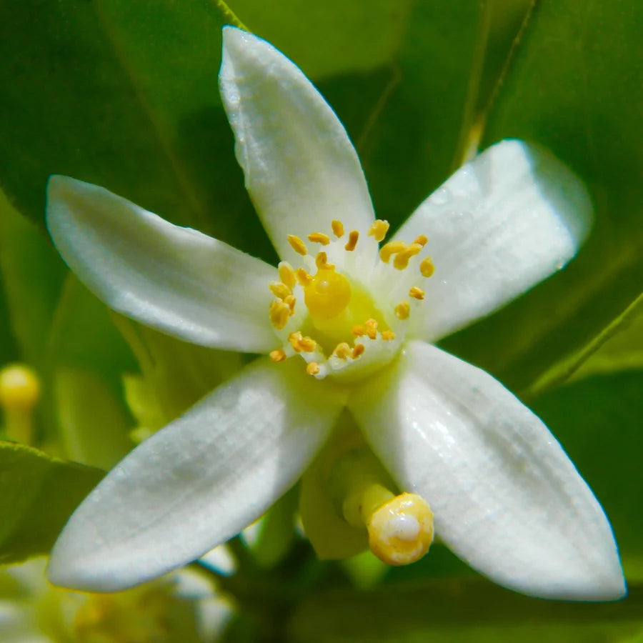 Sweet Lime Plant, Mosambi Plant (Grafted)