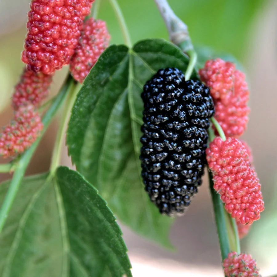 Mulberry Plant, Shahtoot Plant