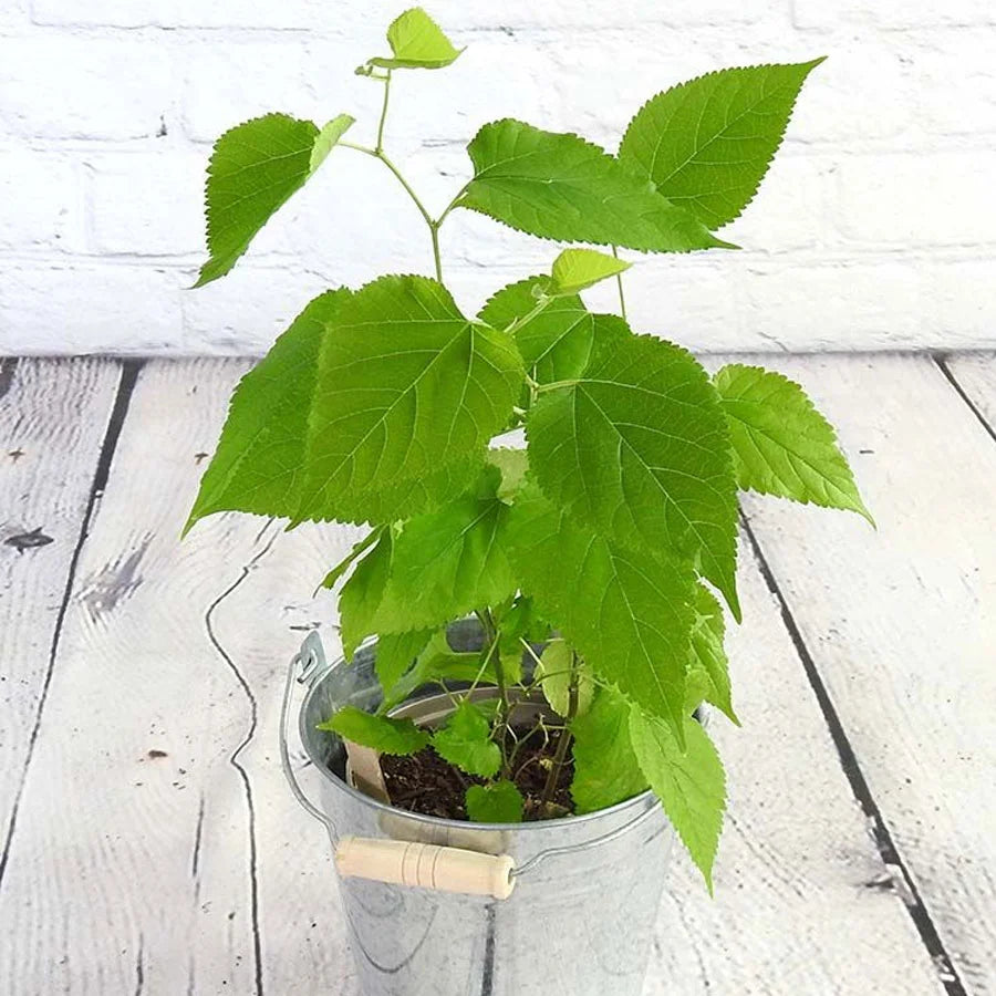 Mulberry Plant, Shahtoot Plant