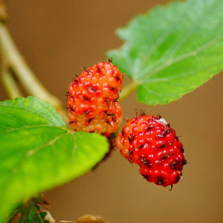 Mulberry Plant, Shahtoot Plant