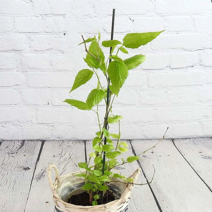 Mulberry Plant, Shahtoot Plant