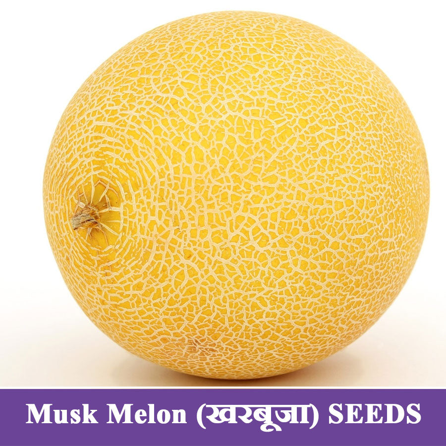 Musk Melon Seeds (खरबूजा)