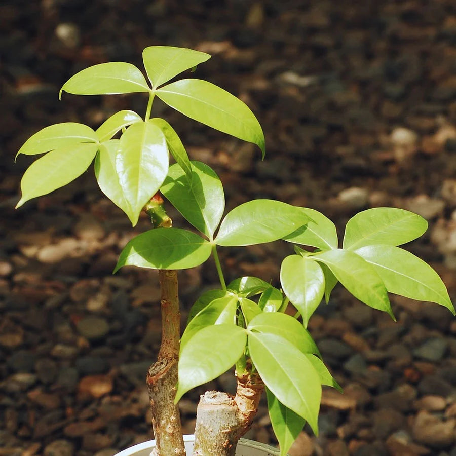 Pachira Bonsai Plant, Pachira Aquatica, Money Tree