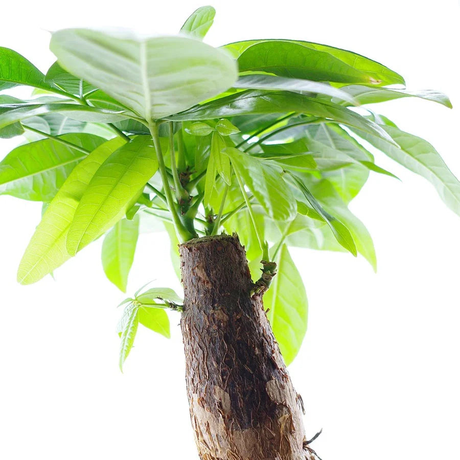 Pachira Bonsai Plant, Pachira Aquatica, Money Tree